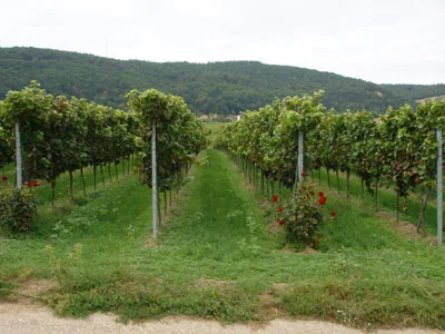 Domaine Sainte Octime
